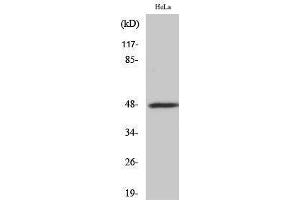 Western Blotting (WB) image for anti-Signal-Regulatory Protein beta 1 (SIRPB1) (Internal Region) antibody (ABIN3183741) (SIRPB1 Antikörper  (Internal Region))