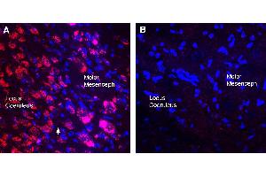 Expression of CHRM3 in mouse cortex. (Cholinergic Receptor, Muscarinic 3 (CHRM3) Peptid)