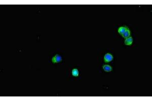 Immunofluorescent analysis of HepG2 cells using ABIN7160080 at dilution of 1:100 and Alexa Fluor 488-congugated AffiniPure Goat Anti-Rabbit IgG(H+L) (BUB1B Antikörper  (AA 230-394))