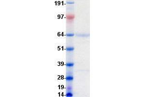 Western Blotting (WB) image for Anti-Mullerian Hormone (AMH) protein (DYKDDDDK-His Tag) (ABIN5505555)