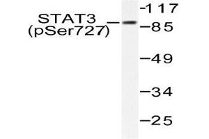 Western blot (WB) analysis of p-STAT3 (pSer727) pAb in extracts from HeLa cells. (STAT3 Antikörper  (pSer727))