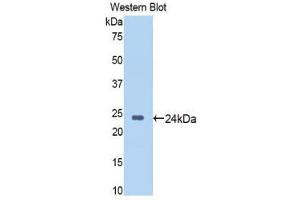 Western Blotting (WB) image for anti-Sirtuin 6 (SIRT6) (AA 88-288) antibody (ABIN1176402)
