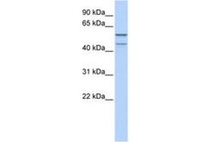 Image no. 1 for anti-Zinc Finger Protein 474 (ZNF474) (AA 35-84) antibody (ABIN6742256) (ZNF474 Antikörper  (AA 35-84))