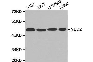 Western Blotting (WB) image for anti-Methyl-CpG Binding Domain Protein 2 (MBD2) antibody (ABIN1873650)