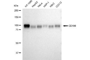 anti-Activated Leukocyte Cell Adhesion Molecule (ALCAM) antibody