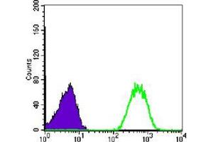 Flow cytometric analysis of Jurkat cells using NME1 mouse mAb (green) and negative control (purple). (NME1 Antikörper)