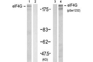 Western blot analysis of extracts from 293 cell using eIF4G (Ab-1232) Antibody (E021514, Lane 1 and 2) and eIF4G (phospho-Ser1232) antibody (E011514, Lane 3 and 4). (EIF4G1 Antikörper)