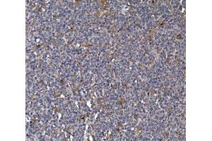 IHC analysis of FKBP135/FKBP15 using anti-FKBP135/FKBP15 antibody (ABIN7600397). (FKBP15 Antikörper  (AA 19-1210))