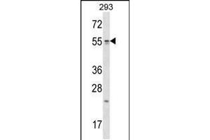 Western blot analysis in 293 cell line lysates (35ug/lane). (TTC23 Antikörper  (AA 137-165))