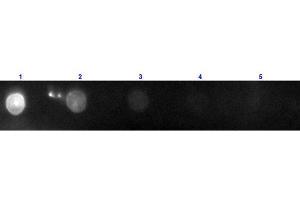 Dot Blot results of Donkey F(ab')2 Anti-Goat IgG Antibody Phycoerythrin Conjugated. (Esel anti-Ziege IgG (Heavy & Light Chain) Antikörper (PE) - Preadsorbed)