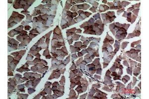 Immunohistochemistry (IHC) analysis of paraffin-embedded Rat Muscle, antibody was diluted at 1:100. (alpha-SMA (C-Term) Antikörper)