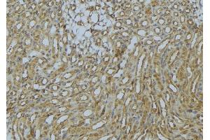 ABIN6273016 at 1/100 staining Mouse kidney tissue by IHC-P. (SNX17 Antikörper  (N-Term))