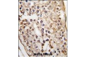 Formalin-fixed and paraffin-embedded human testis tissue reacted with PUM2 Antibody (C-term) (ABIN391821 and ABIN2841667) , which was peroxidase-conjugated to the secondary antibody, followed by DAB staining. (PUM2 Antikörper  (N-Term))