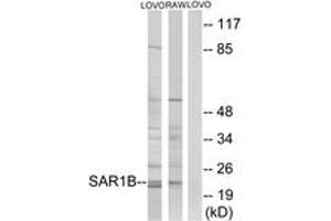 Western blot analysis of extracts from LOVO/RAW264. (SAR1B Antikörper  (AA 111-160))