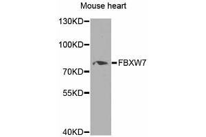 Western blot analysis of extracts of mouse heart, using FBXW7 antibody (ABIN5975397) at 1/1000 dilution. (FBXW7 Antikörper)