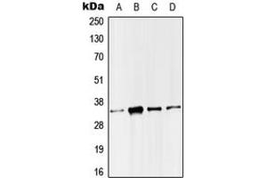 Western blot analysis of SMUG1 expression in HeLa (A), Molt4 (B), Raw264.
