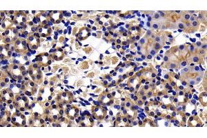 Detection of CASP8 in Mouse Kidney Tissue using Polyclonal Antibody to Caspase 8 (CASP8) (Caspase 8 Antikörper  (AA 219-376))