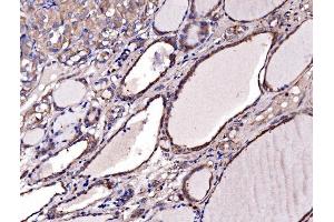 IHC analysis of Gephyrin/GPHN using anti-Gephyrin/GPHN antibody (ABIN7600086). (Gephyrin Antikörper  (AA 148-736))