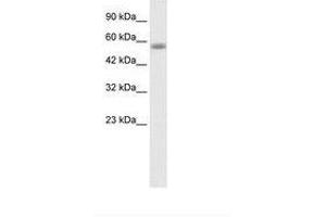 Image no. 1 for anti-Kelch-Like 36 (KLHL36) (AA 134-183) antibody (ABIN202817) (KLHL36 Antikörper  (AA 134-183))
