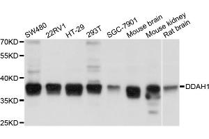 Western blot analysis of extracts of various cell lines, using DDAH1 antibody (ABIN5997564) at 1/1000 dilution. (DDAH1 Antikörper)