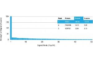Analysis of Protein Array containing more than 19,000 full-length human proteins using Desmoglein-3 Mouse Monoclonal Antibody (DSG3/2796) Z- and S- Score: The Z-score represents the strength of a signal that a monoclonal antibody (Monoclonal Antibody) (in combination with a fluorescently-tagged anti-IgG secondary antibody) produces when binding to a particular protein on the HuProtTM array. (Desmoglein 3 Antikörper  (AA 379-491))