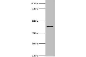 Western blot All lanes: 3-ketoacyl-CoA thiolase, peroxisomal antibody at 8 μg/mL + Mouse liver tissue Secondary Goat polyclonal to rabbit IgG at 1/10000 dilution Predicted band size: 45, 35 kDa Observed band size: 45 kDa (ACAA1 Antikörper  (AA 27-300))