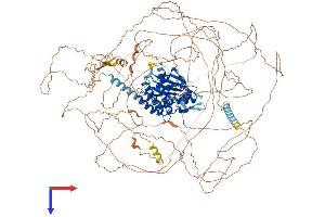 AATK Protein (AA 1-1365) (His tag)