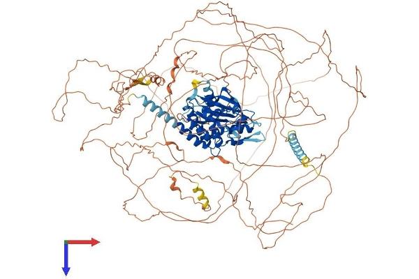 AATK Protein (AA 1-1365) (His tag)