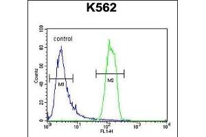 OR2M3 Antibody (C-term) (ABIN654818 and ABIN2844491) flow cytometric analysis of K562 cells (right histogram) compared to a negative control cell (left histogram).