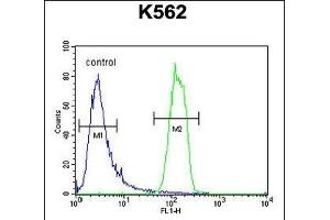 OR2M3 Antibody (C-term) (ABIN654818 and ABIN2844491) flow cytometric analysis of K562 cells (right histogram) compared to a negative control cell (left histogram). (OR2M3 Antikörper  (C-Term))