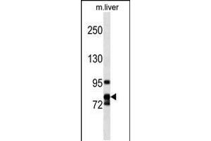 Western blot analysis in mouse liver tissue lysates (35ug/lane). (Cyclin F Antikörper  (AA 496-524))
