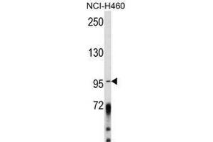 Image no. 1 for anti-A Kinase (PRKA) Anchor Protein 3 (AKAP3) (Middle Region) antibody (ABIN452728) (AKAP3 Antikörper  (Middle Region))