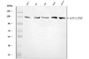 Western blot analysis of Eg5/KIF11 using anti-Eg5/KIF11 antibody (ABIN7600277).