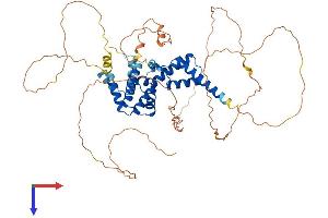 HNF1B Protein (AA 1-558) (His tag)