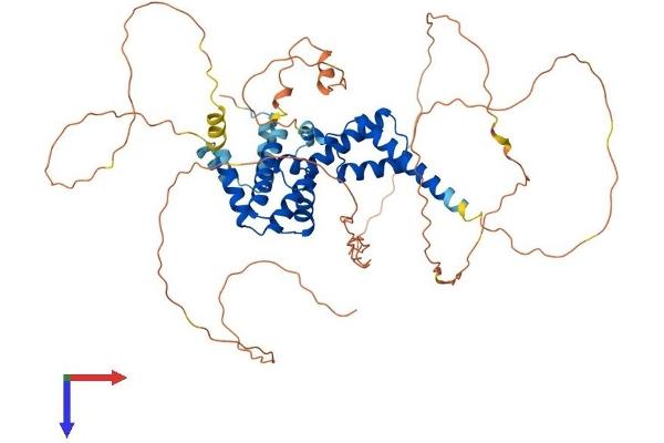 HNF1B Protein (AA 1-558) (His tag)