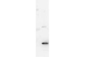 Western Blot showing detection of Mouse IL-17A. (Interleukin 17a Antikörper)