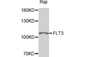 Western blot analysis of extracts of Raji cells, using FLT3 antibody. (FLT3 Antikörper)