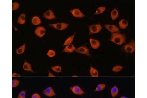 Immunofluorescence analysis of L929 cells using DNER Polyclonal Antibody at dilution of 1:100. (DNER Antikörper)