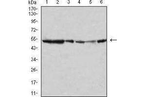 Western Blotting (WB) image for anti-Mitogen-Activated Protein Kinase 10 (MAPK10) (AA 180-329) antibody (ABIN5542487)