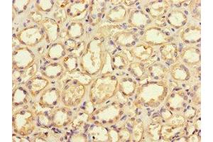 Immunohistochemistry of paraffin-embedded human kidney tissue using ABIN7149644 at dilution of 1:100 (GRID2IP Antikörper  (AA 35-156))