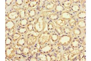 Immunohistochemistry of paraffin-embedded human kidney tissue using ABIN7149644 at dilution of 1:100