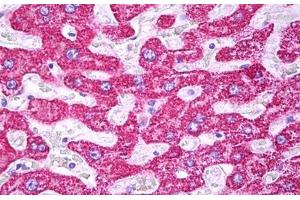 Anti-TOMM22 antibody IHC staining of human liver, hepatocytes. (TOMM22 Antikörper  (AA 1-143))