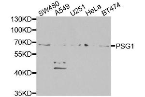 Western blot analysis of extracts of various cell lines, using PSG1 antibody (ABIN6293474) at 1:1000 dilution. (PSG1 Antikörper)