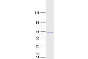 Validation with Western Blot