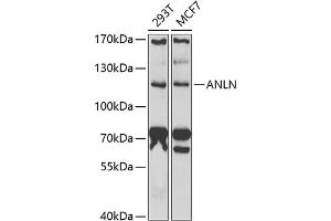 Western blot analysis of extracts of various cell lines, using ANLN antibody (ABIN6127346, ABIN6136899, ABIN6136900 and ABIN6222181) at 1:1000 dilution. (Anillin Antikörper  (AA 845-1124))