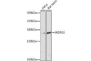 Western blot analysis of extracts of various cell lines using WDR33 Polyclonal Antibody at dilution of 1:3000.