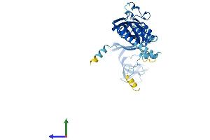 Protein Structure (PS) image for Purinergic Receptor P2X, Ligand-Gated Ion Channel, 4 (P2RX4) (AA 1-388) protein (His tag) (ABIN7550543)