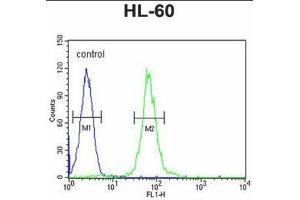ABCD1 Antibody (Center) flow cytometric analysis of HL-60 cells (right histogram) compared to a negative control cell (left histogram). (ABCD1 Antikörper  (Middle Region))