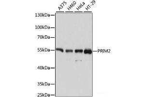 Western blot analysis of extracts of various cell lines using PRIM2 Polyclonal Antibody at dilution of 1:3000. (PRIM2 Antikörper)
