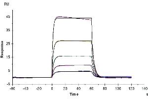 Biotinylated Cynomolgus IL-2 R beta, His Tag captured on CM5 Chip via Anti-His Antibody can bind Human IL-2, No Tag with an affinity constant of 0. (IL2 Receptor beta Protein (AA 27-239) (His tag,Biotin))